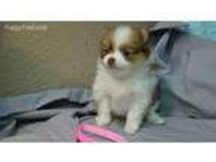 Pomeranian Puppy for sale in Ozawkie, KS, USA