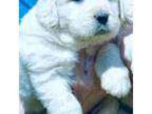 Mutt Puppy for sale in Blacksburg, VA, USA