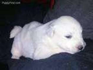 Samoyed Puppy for sale in Mount Upton, NY, USA