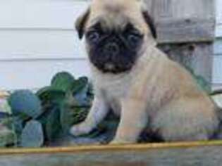 Pug Puppy for sale in Stacyville, IA, USA