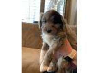 Mutt Puppy for sale in Oakley, UT, USA