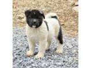 Akita Puppy for sale in Lititz, PA, USA