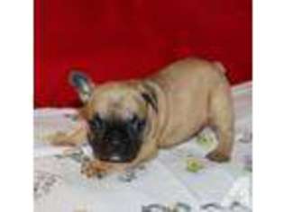 French Bulldog Puppy for sale in HOLLIDAYSBURG, PA, USA