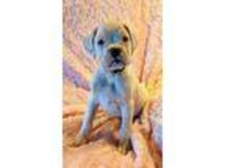 Boxer Puppy for sale in Sullivan, IL, USA