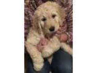 Goldendoodle Puppy for sale in Winchester, VA, USA