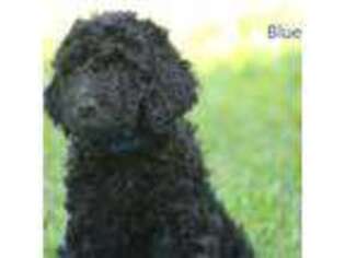 Goldendoodle Puppy for sale in Rockwood, TN, USA