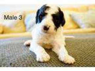 Labradoodle Puppy for sale in Warrior, AL, USA