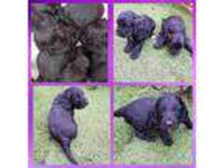 Cock-A-Poo Puppy for sale in Slough, Berkshire (England), United Kingdom