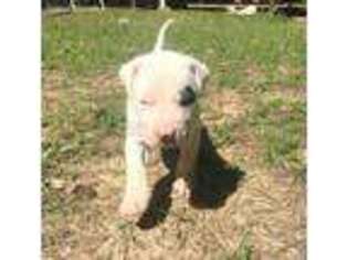 Dogo Argentino Puppy for sale in Nacogdoches, TX, USA