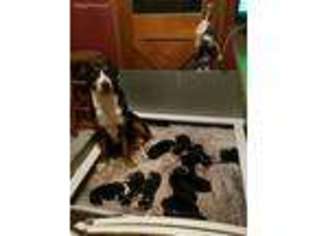 Greater Swiss Mountain Dog Puppy for sale in Gaffney, SC, USA