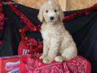 Goldendoodle Puppy for sale in Atlanta, GA, USA