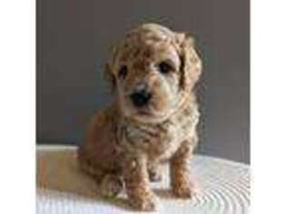 Mutt Puppy for sale in Mount Gilead, OH, USA
