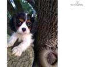 Cavalier King Charles Spaniel Puppy for sale in Florence, AL, USA