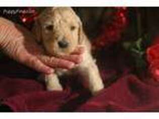 Labradoodle Puppy for sale in Akron, OH, USA