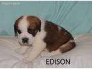 Saint Bernard Puppy for sale in Cashton, WI, USA