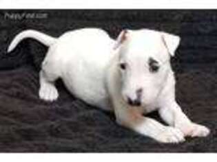 Bull Terrier Puppy for sale in Chesapeake, VA, USA