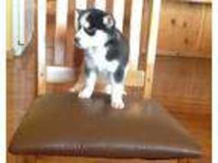Siberian Husky Puppy for sale in Gatewood, MO, USA