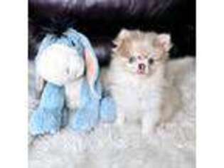 Pomeranian Puppy for sale in Smithville, TX, USA