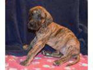 Great Dane Puppy for sale in Middleburg, PA, USA