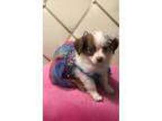 Chihuahua Puppy for sale in Milford, MA, USA