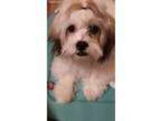 Shorkie Tzu Puppy for sale in Albany, NY, USA