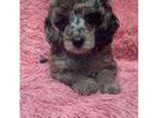 Mutt Puppy for sale in Elkton, MD, USA