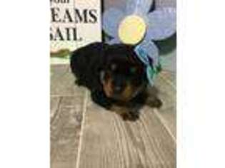 Rottweiler Puppy for sale in Arthur, IL, USA