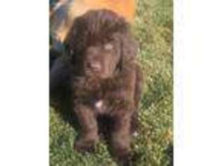 Newfoundland Puppy for sale in Beaver, UT, USA
