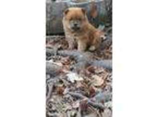 Chow Chow Puppy for sale in Glencoe, AL, USA