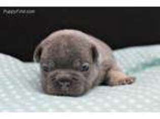 French Bulldog Puppy for sale in Grabill, IN, USA