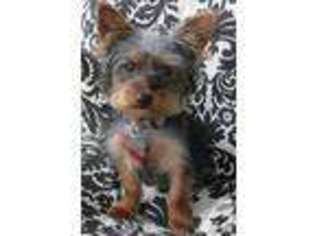 Yorkshire Terrier Puppy for sale in LEXINGTON, KY, USA