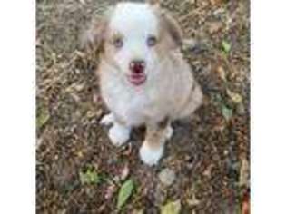 Australian Shepherd Puppy for sale in Tacoma, WA, USA