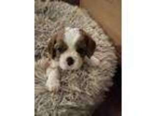 Cavalier King Charles Spaniel Puppy for sale in Green Valley, AZ, USA