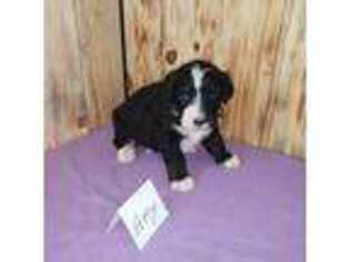 Bernese Mountain Dog Puppy for sale in Brook Park, MN, USA