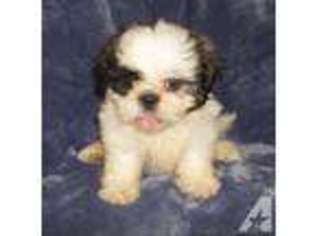 Mutt Puppy for sale in MELISSA, TX, USA