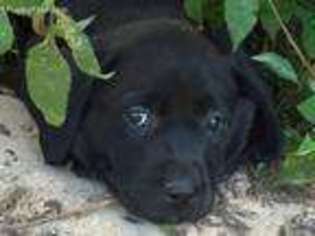 Labrador Retriever Puppy for sale in Mazomanie, WI, USA