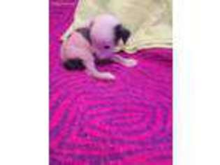 Chinese Crested Puppy for sale in Burgaw, NC, USA
