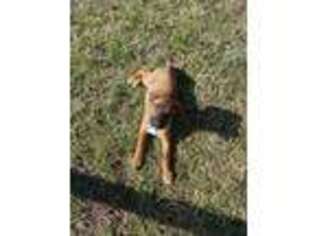 Rhodesian Ridgeback Puppy for sale in Chesapeake, VA, USA
