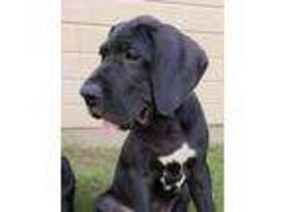 Great Dane Puppy for sale in Glen Rose, TX, USA