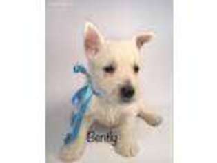 West Highland White Terrier Puppy for sale in Rochester, NY, USA