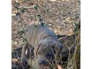 Cane Corso Puppy for sale in Atlanta, GA, USA