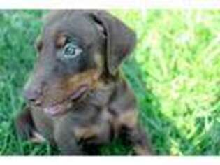 Doberman Pinscher Puppy for sale in Pontotoc, MS, USA