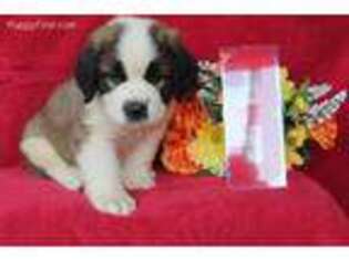 Saint Bernard Puppy for sale in Adairsville, GA, USA