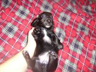 Dachshund Puppy for sale in Tenino, WA, USA