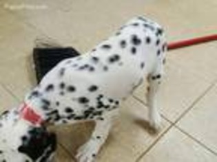 Dalmatian Puppy for sale in Pelham, NH, USA