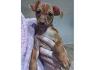 Miniature Pinscher Puppy for sale in Spring Hill, FL, USA