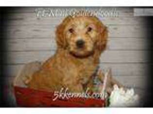 Goldendoodle Puppy for sale in Sioux City, IA, USA