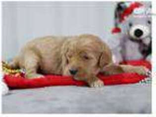 Goldendoodle Puppy for sale in Lexington, KY, USA