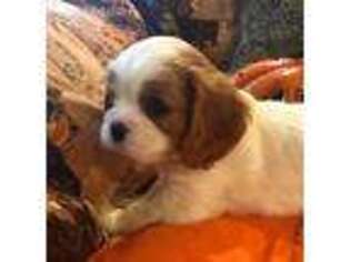 Cavalier King Charles Spaniel Puppy for sale in Petaluma, CA, USA