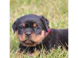 Rottweiler Puppy for sale in Lebanon, PA, USA